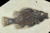 Fossil Fish (Cockerellites) - Green River Formation #129700-1